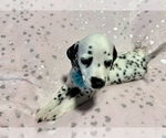 Small Photo #24 Dalmatian Puppy For Sale in TEMPLE, TX, USA