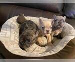 Small Photo #6 French Bulldog Puppy For Sale in BALDWIN PARK, CA, USA