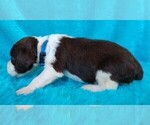 Small Photo #4 English Springer Spaniel Puppy For Sale in OCEAN ISLE BEACH, NC, USA