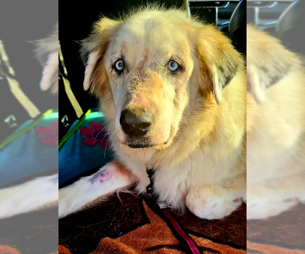 Medium Photo #6 Great Pyrenees-Unknown Mix Puppy For Sale in Brooklyn Center, MN, USA