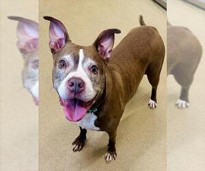 American Pit Bull Terrier Dogs for adoption in Derwood, MD, USA