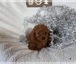 Small Photo #3 Cavapoo Puppy For Sale in SUGARCREEK, OH, USA
