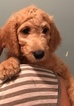 Small Photo #2 Goldendoodle Puppy For Sale in BRONX, NY, USA