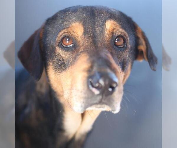 Medium Photo #1 Labrador Retriever-Unknown Mix Puppy For Sale in San Antonio, TX, USA