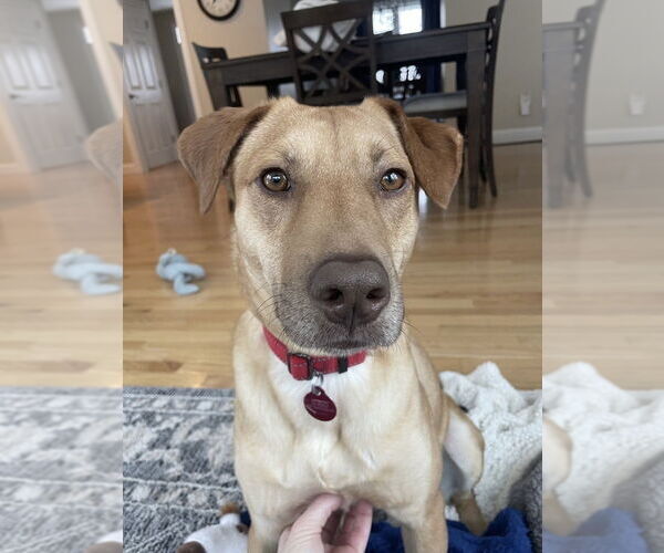 Medium Photo #5 Labrador Retriever-Unknown Mix Puppy For Sale in Boston, MA, USA