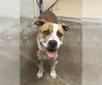 Small American Pit Bull Terrier