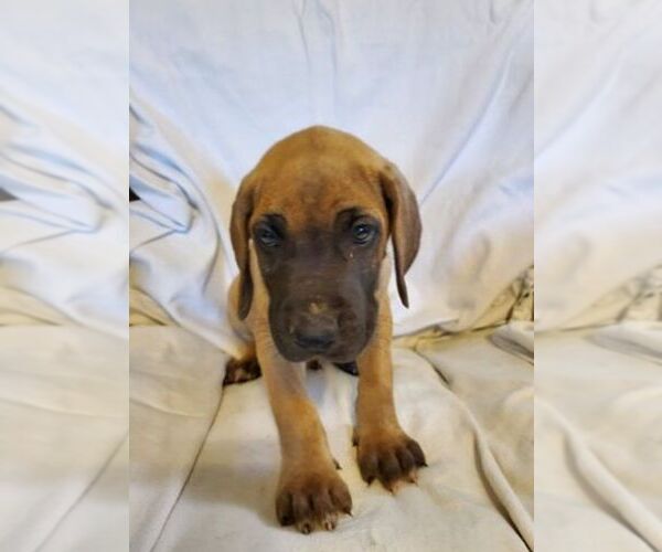Medium Photo #2 Great Dane Puppy For Sale in WEATHERFORD, TX, USA