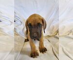 Small Photo #2 Great Dane Puppy For Sale in WEATHERFORD, TX, USA