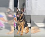 Small Photo #3 German Shepherd Dog Puppy For Sale in Miami, FL, USA