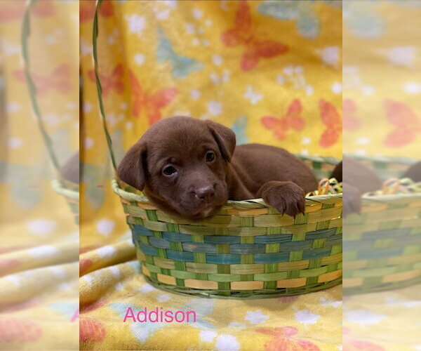 Medium Photo #1 Labrador Retriever-Unknown Mix Puppy For Sale in Duluth, MN, USA