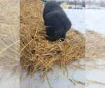 Small Photo #3 Labrador Retriever Puppy For Sale in DURAND, MI, USA