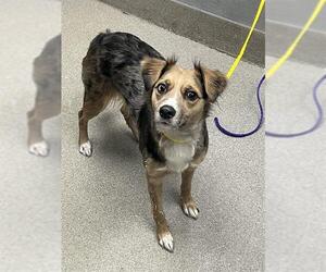 Australian Shepherd-Unknown Mix Dogs for adoption in Las Vegas, NV, USA