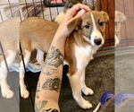 Small #2 Rat Terrier Mix