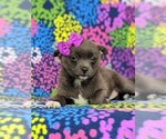 Small Photo #4 Chiranian Puppy For Sale in NEW FREEDOM, PA, USA