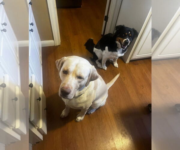 Medium Photo #2 Australian Shepherd-Unknown Mix Puppy For Sale in Grafton, WI, USA