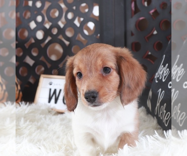 Medium Photo #3 Dachshund Puppy For Sale in MOUNT VERNON, OH, USA
