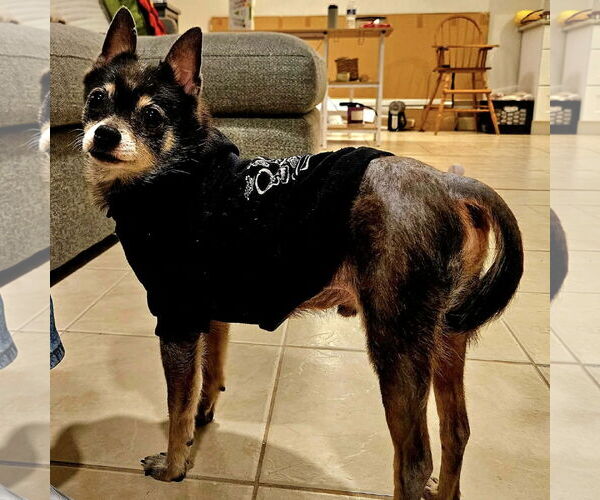 Medium Photo #2 Chihuahua-Unknown Mix Puppy For Sale in Spring Lake, NC, USA