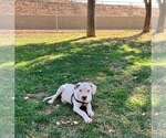 Small Photo #20 Dogo Argentino Puppy For Sale in BEAUMONT, CA, USA