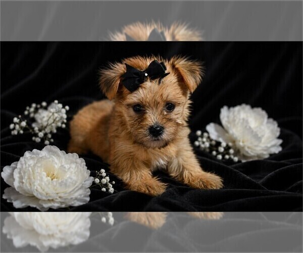 Medium Photo #3 Yorkshire Terrier Puppy For Sale in BOCA RATON, FL, USA
