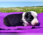 Small Photo #24 Border Collie Puppy For Sale in NORBORNE, MO, USA