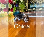 Puppy Chica Beagle