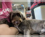 Small #2 Portuguese Water Dog