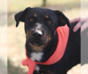 Mutt Dogs for adoption in San Antonio, TX, USA