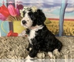 Small Photo #16 Bernedoodle Puppy For Sale in CONCORD, NC, USA