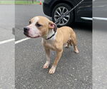 Small #1 American Staffordshire Terrier