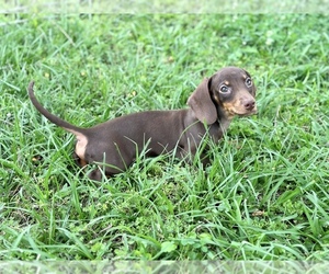 Dachshund Puppy for Sale in HUFFMAN, Texas USA