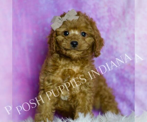 Medium Photo #2 Cavapoo (Miniature) Puppy For Sale in WARSAW, IN, USA