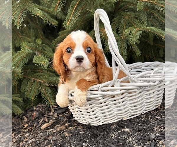 Medium Photo #2 Cavalier King Charles Spaniel-Miniature Bernedoodle Mix Puppy For Sale in MIDDLEBURY, IN, USA