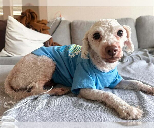 Medium Photo #2 Poodle (Miniature) Puppy For Sale in Martinez, CA, USA