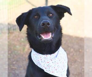 Labrador Retriever Dogs for adoption in San Antonio, TX, USA