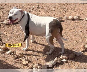 HONEY - Female Mutt Dog for Adoption - Photo #2
