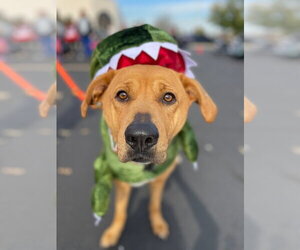 Labrador Retriever-Rhodesian Ridgeback Mix Dogs for adoption in Techny, IL, USA