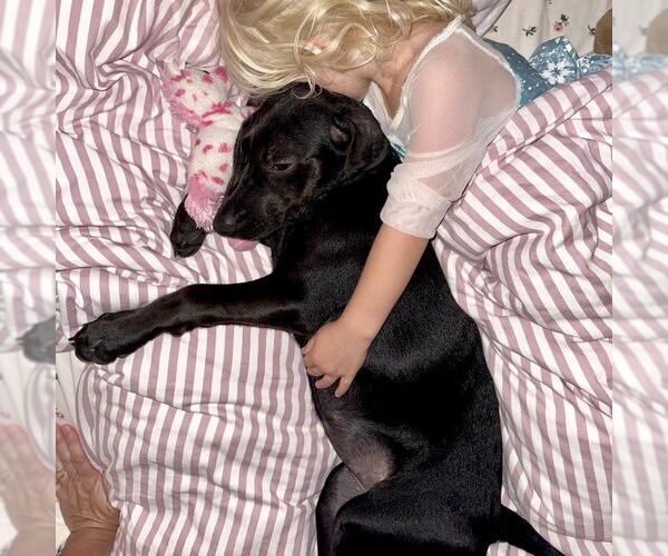 Medium Photo #12 Labrador Retriever-Unknown Mix Puppy For Sale in San Juan Capistrano, CA, USA