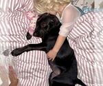 Small #11 Labrador Retriever Mix