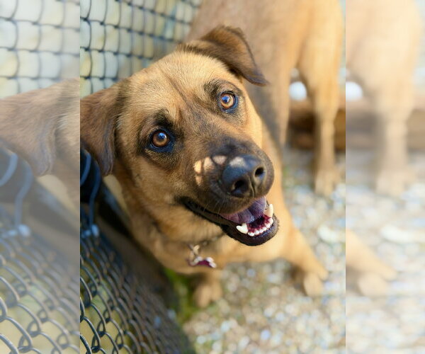 Medium Photo #2 Black Mouth Cur-Unknown Mix Puppy For Sale in West Cornwall, CT, USA