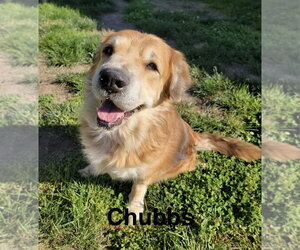 Golden Retriever-Unknown Mix Dogs for adoption in Topeka, KS, USA