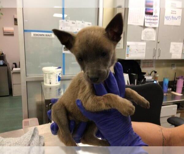 Medium Photo #43 German Shepherd Dog-Unknown Mix Puppy For Sale in Sebec, ME, USA