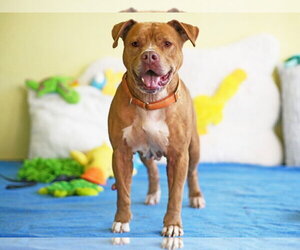 American Pit Bull Terrier-Unknown Mix Dogs for adoption in Tavares, FL, USA