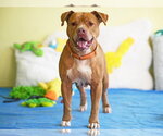 Small American Pit Bull Terrier Mix