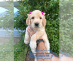 Puppy Puppy 2 Goldendoodle