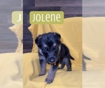 Small Photo #6 German Shepherd Dog Puppy For Sale in NIXA, MO, USA