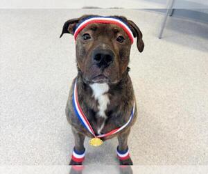 American Bulldog-Unknown Mix Dogs for adoption in Toronto, Ontario, Canada