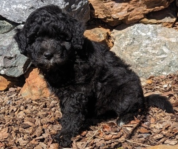 Medium Photo #4 Aussiedoodle Miniature  Puppy For Sale in PLACERVILLE, CA, USA