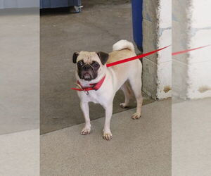 Pug Dogs for adoption in San Bernardino, CA, USA