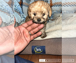 Puppy Puppy 2 YorkiePoo