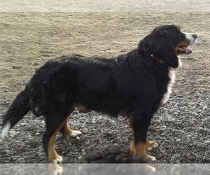 Mother of the Bernese Mountain Dog puppies born on 03/03/2022